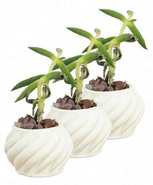 Mini Çiçek Saksı Küçük Sukulent Beyaz Kaktüs Saksısı 3lü Set Kalın Çizgili Spiral Model